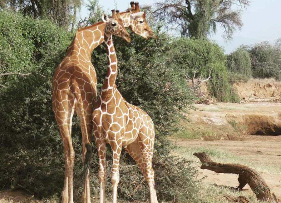 crater del norongoro tanzania