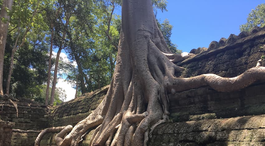 tenplo Ta Prohm camboya